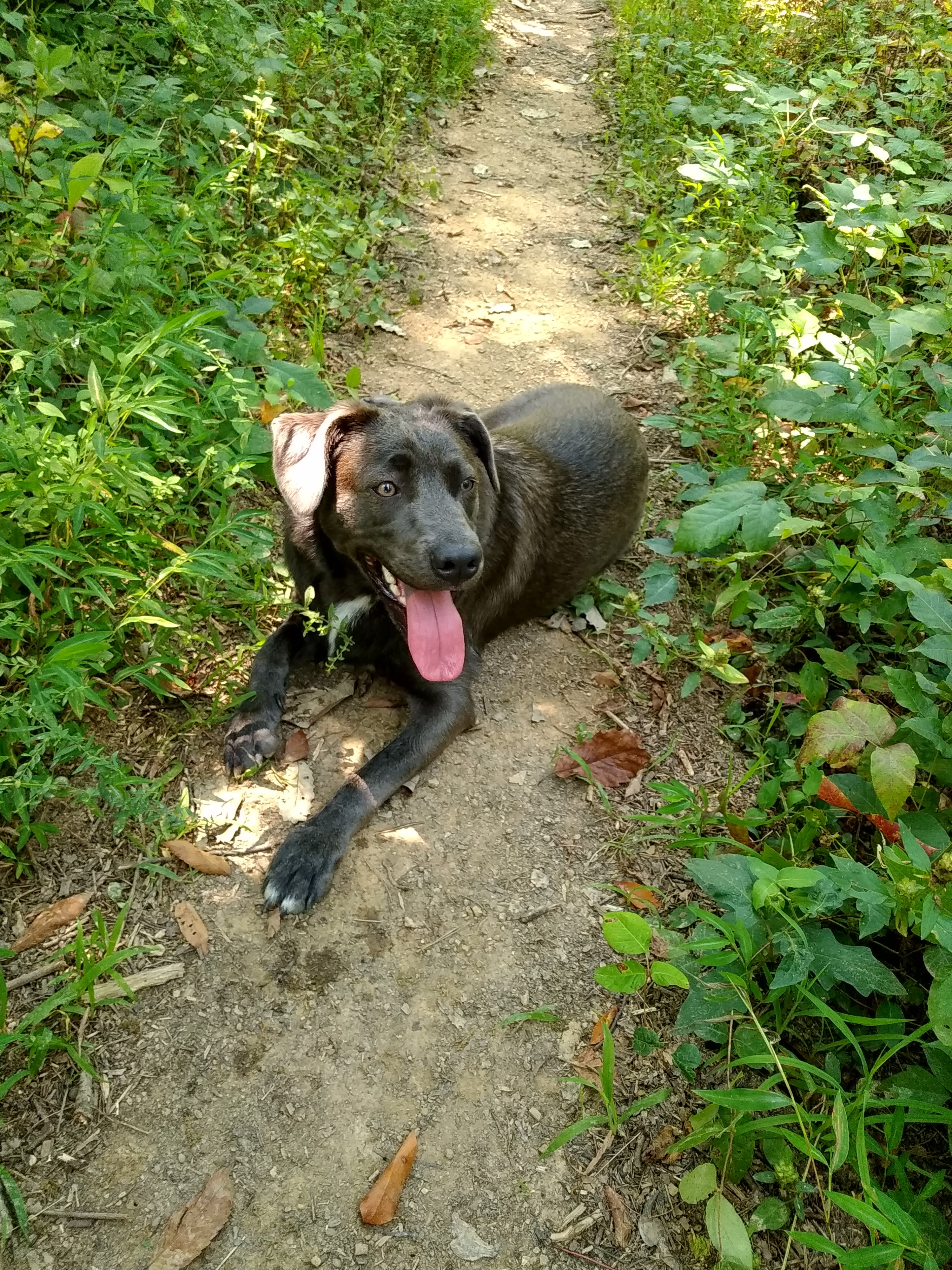 dog laying on a dirt path surrounded by greenery