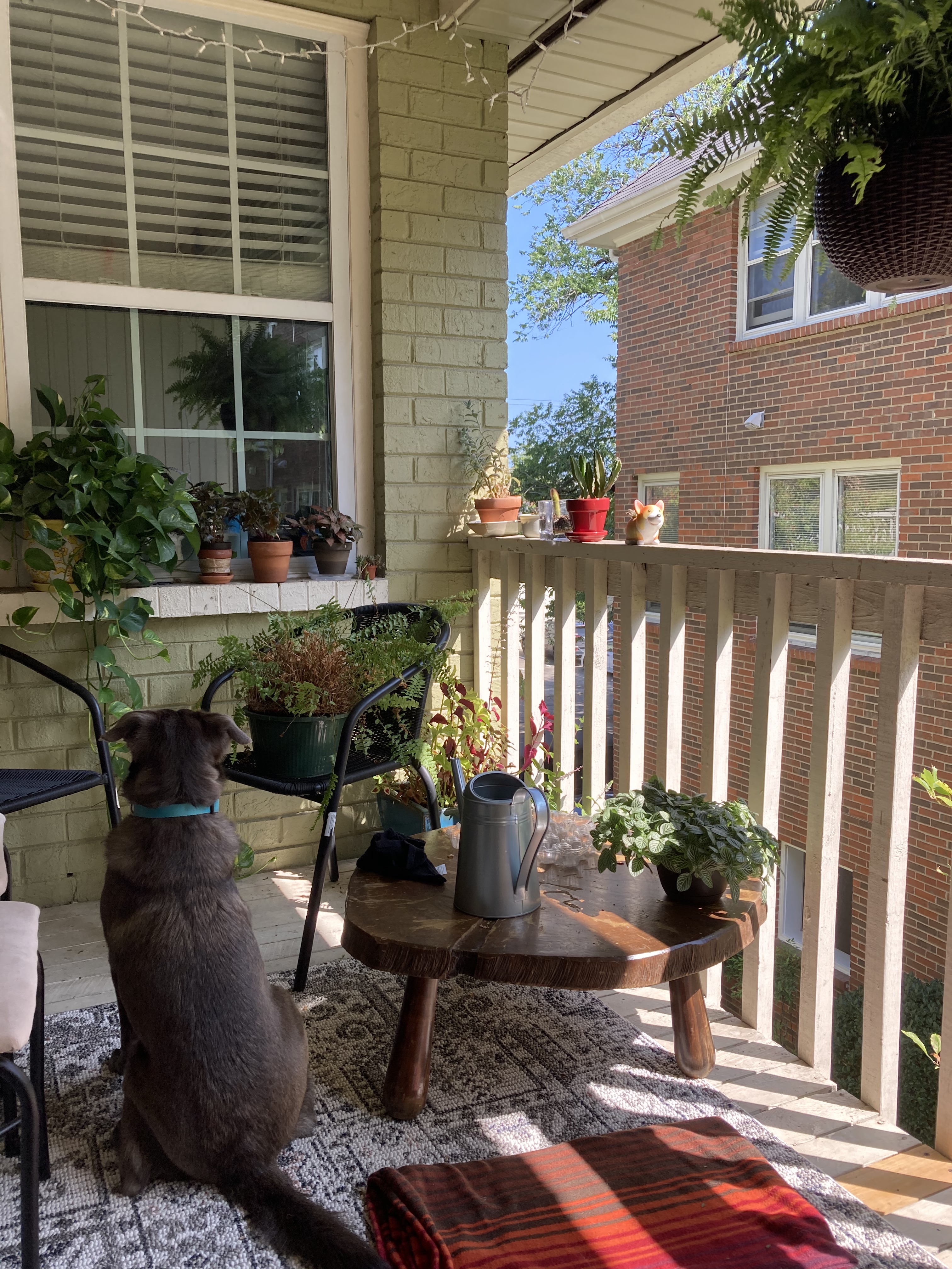 Dog on a porch with several plants