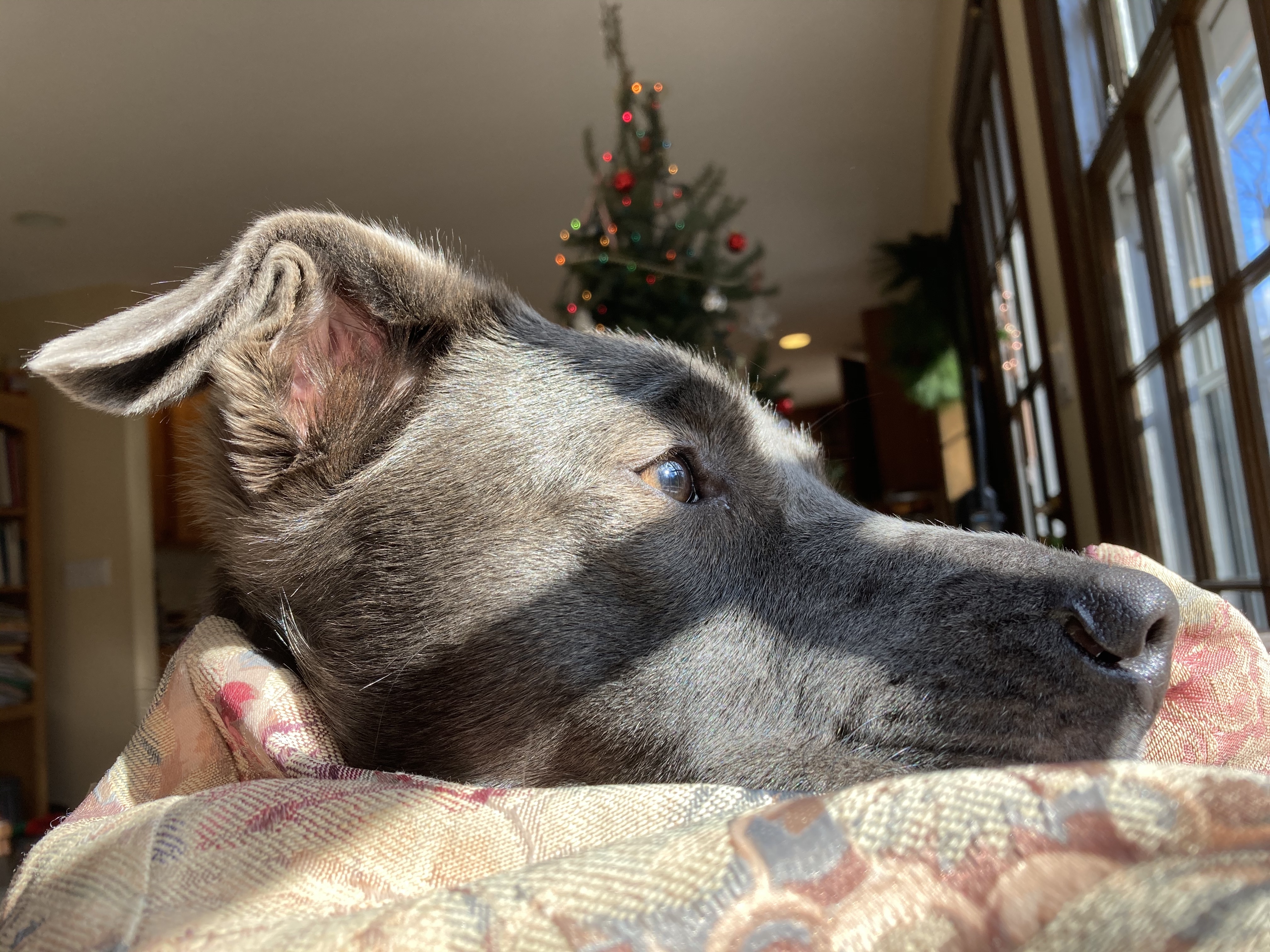 Dog laying her head on a sofa cushion in front of a christmas tree