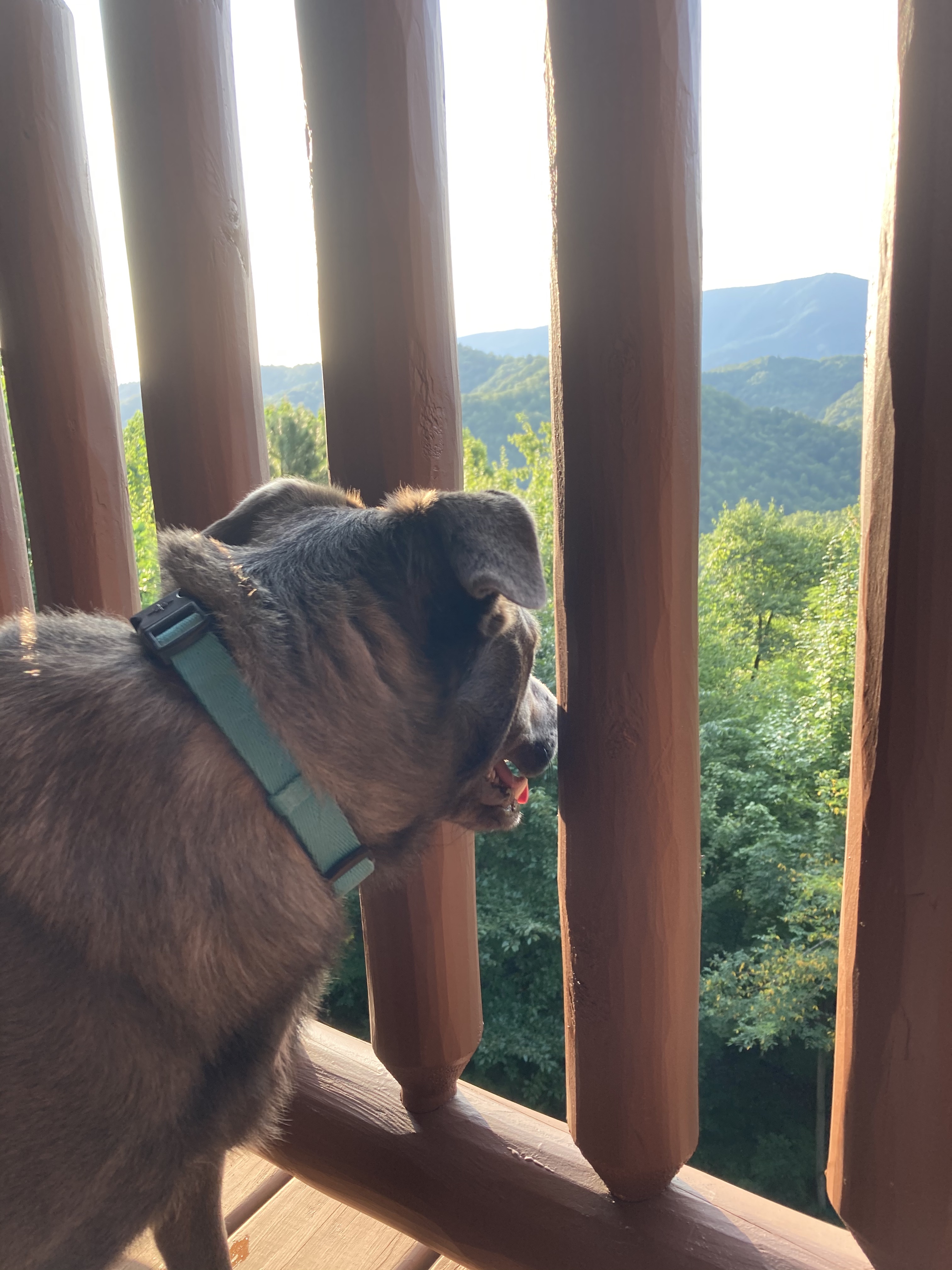 dog looking through a fence at the great smoky mountains
